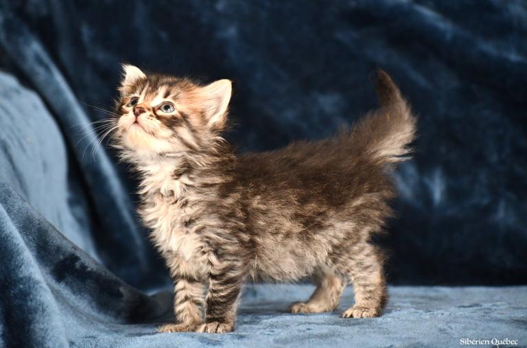 brown tabby siberian kitten