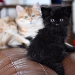 Black Siberian Kitten