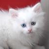 Siberian kitten eyes varions - heterochromic