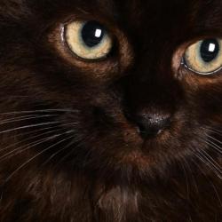 Black kitten female close-up