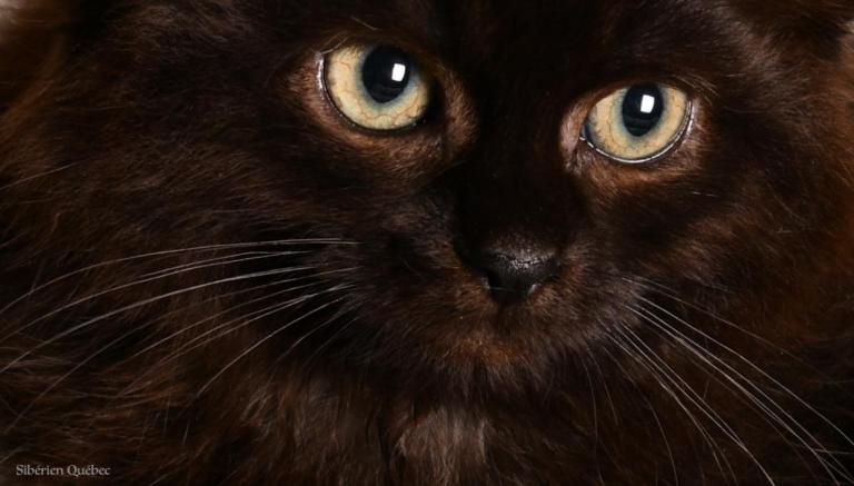 Black kitten female close-up