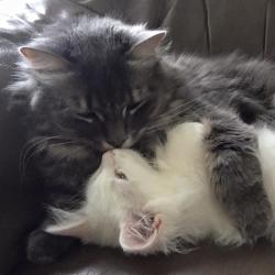 Cats Hug - Sibérien Québec