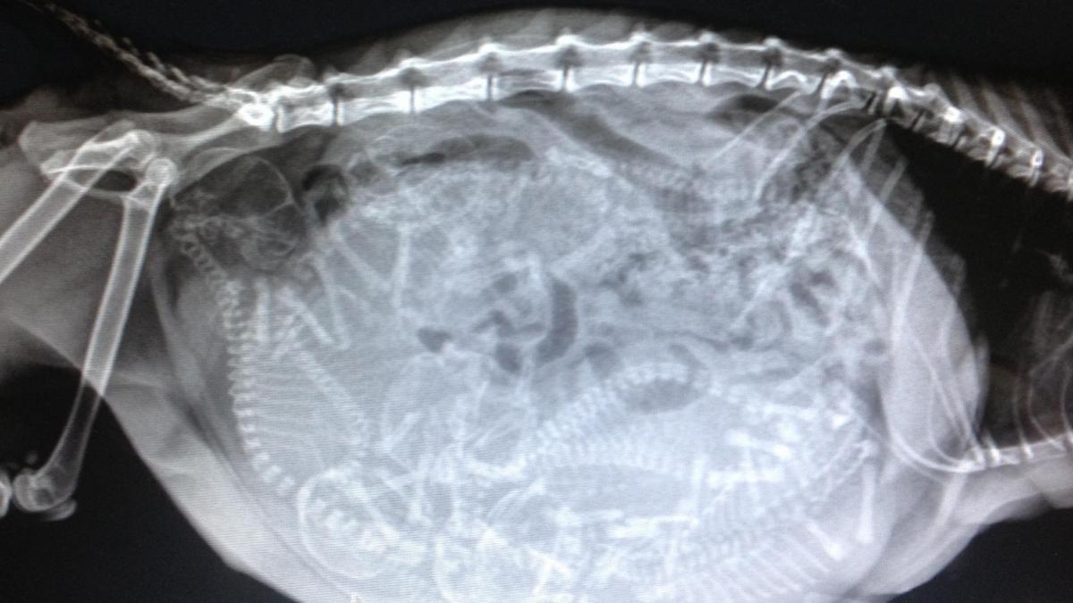 X-ray of a pregnant cat